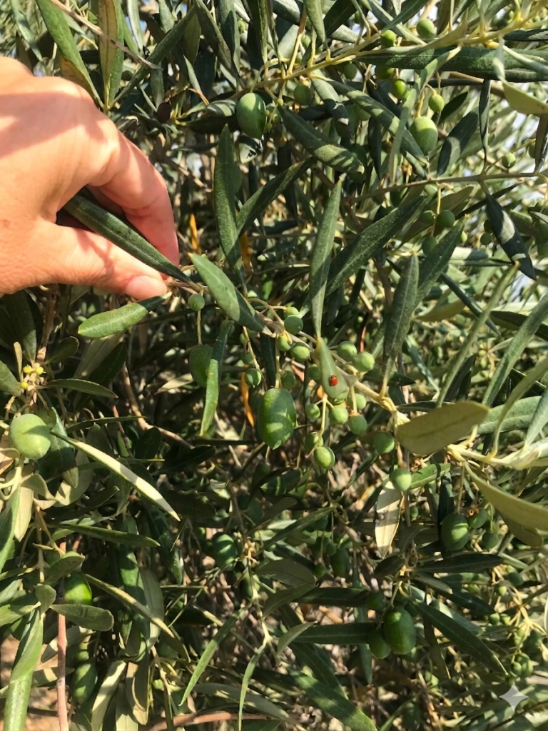 mariquita
